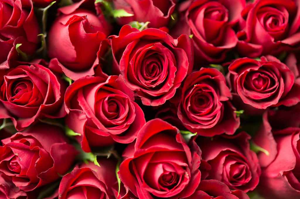 Poetry: Red roses